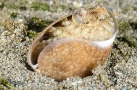 juvenile Octopus in a shell