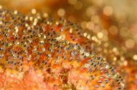 Clark's anemonefish eggs