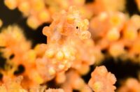 Yellow Bargibant's pygmy seahorse
